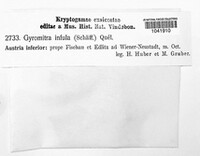 Gyromitra infula image